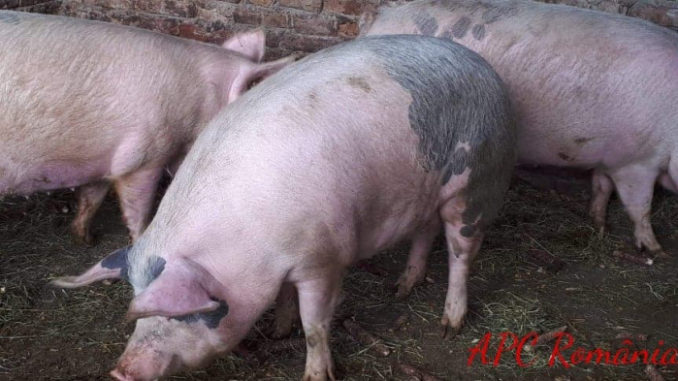 porci