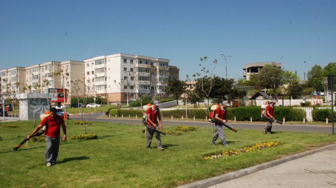 mangalia_dezinsectie-2