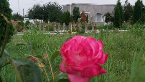 xCimitirul Mircea cel Batran, 29.06.2016, 9