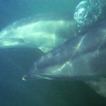 Dolphins_blacksea