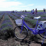 lavanda