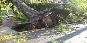Copac cazut