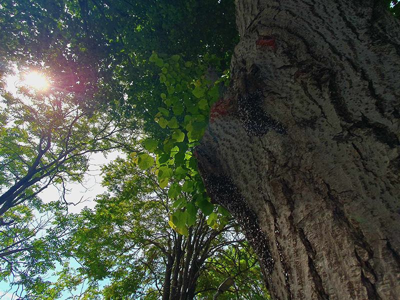 Atac MASIV al ploșnițelor asupra arborilor de pe Aleea Teilor