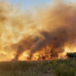 Incendiu de vegetație Eforie Nord