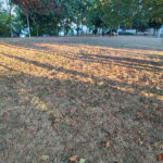DEZASTRU în Parcul Diana din Mangalia și zona din jurul acestuia