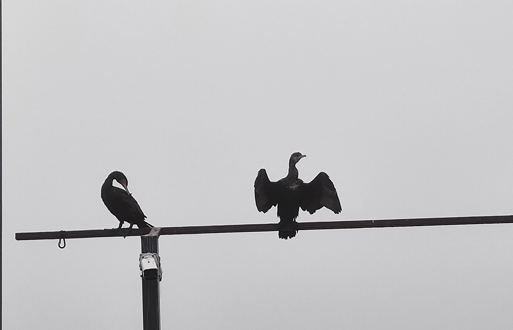 Mangalia, învăluită în ceață