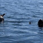 Dronă, scafandri militari