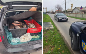 Pește confiscat la 2 Mai, Limanu