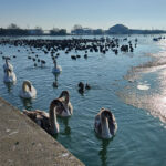 Lacurile din Neptun au înghețat