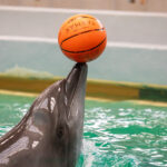 Delfinariul Constanța