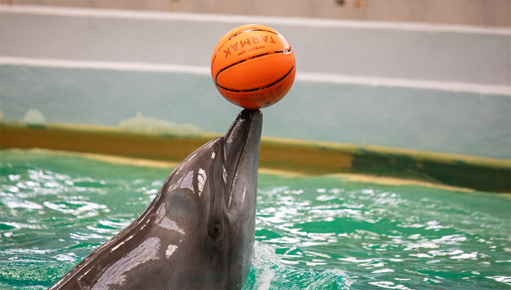 Delfinariul Constanța