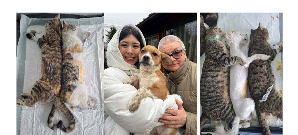 Sterilizări Pecineaga