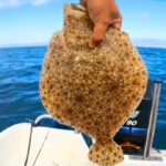 Calcani braconați la Costinești