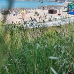 Bălării Mangalia, callatis Urban