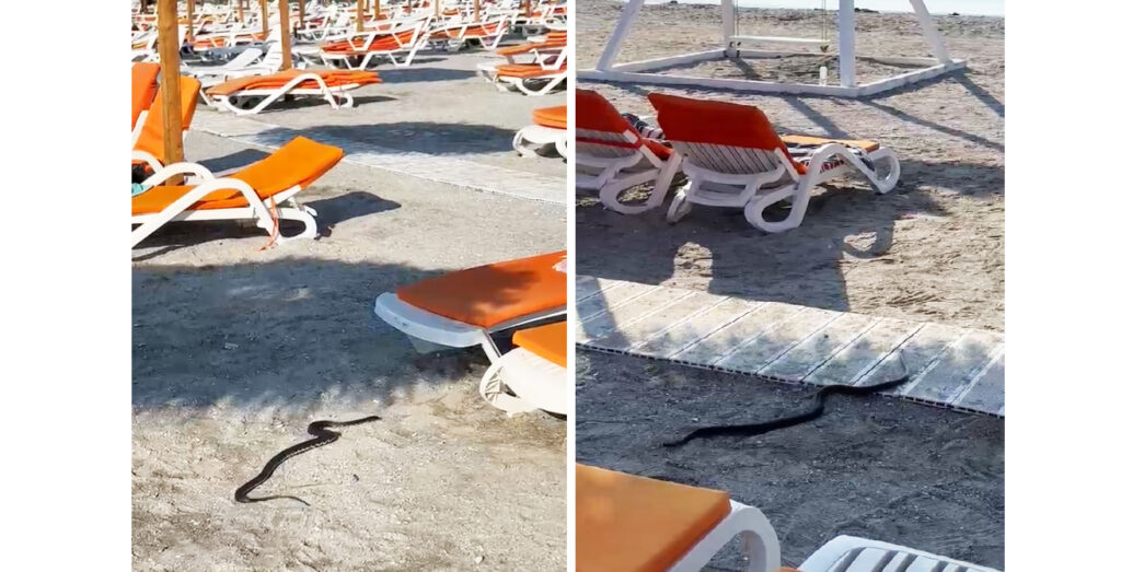 Șarpe la Venus