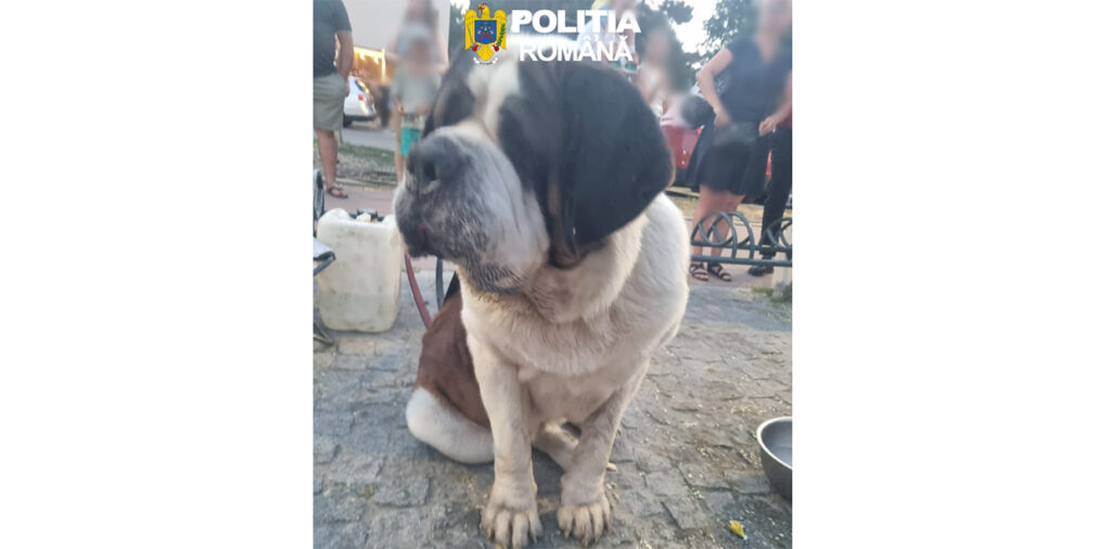 Căței Eforie