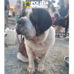 Căței Eforie